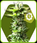 Power Kush Auto - Zambeza Seeds