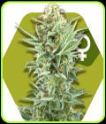 Power Kush - Zambeza Seeds