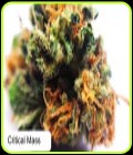 Critical M - Dispensario Seeds