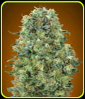 Critical Mass - Advanced Seeds