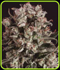 Critical Mass x SCBDX - Super CBDx Seeds