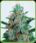 Critical Neville's Haze Auto - Delicious Seeds