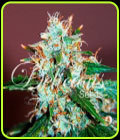 Critical Neville Haze - Delicious Seeds