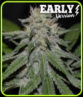 Critical Neville Haze Fast Version - Delicious Seeds