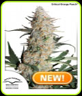 Critical Orange Punch - Dutch Passion Seeds
