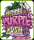 Critical Purple Kush - Seedsman Seeds