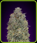 Critical Purple Kush - Advanced Seeds