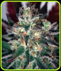 Critical Relief CBD - Garden of Green