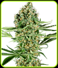 Critical Runtz - Sensi Research Seeds