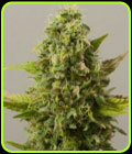 Critical Ryder - Blackskull Seeds