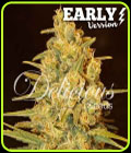 Critical Sensi Star F1 Fast Version - Delicious Seeds