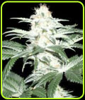 Critical Sensi Star - Delicious Seeds