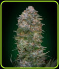 Critical Soma - Advanced Seeds