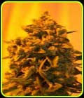 Critical Sour Diesel - Emerald Triangle Seeds