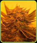 Critical Sour Diesel CBD - Emerald Triangle Seeds