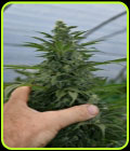 Critical Strawberry Banana - Emerald Triangle Seeds