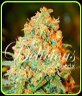 SALE - Critical Super Silver Haze - Delicious Seeds - Cannabis Seed Sale Items