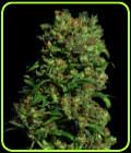 Critical VIP - VIP Seeds
