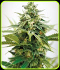 Critical XXL - Garden of Green