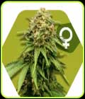 Critical XXL - Zambeza Seeds