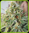 Critical XXL Auto - Garden of Green