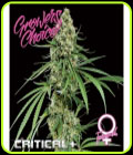 Critical + - Growers Choice
