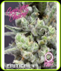 Critical + Auto - Growers Choice