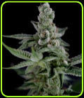 Crockett's Haze - Crockett Family Farms