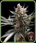 Crockett's Sour Tangie - Crockett Family Farms