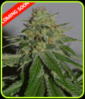 Crop Doctor - Cream of the Crop
