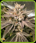Crumbled Melon - Karma Genetics