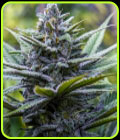 Crystal Blue - Brothers Grimm Seeds