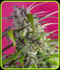 Crystal Candy Auto - Sweet Seeds