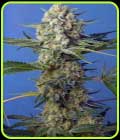 Crystal Candy Fast V - Sweet Seeds