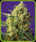 Crystal Candy XL Auto - Sweet Seeds