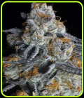 Crystal Gelato - Big Head Seeds