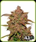 Crystal METH - FastBuds