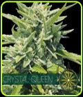 Crystal Queen - Vision Seeds