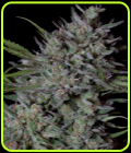 Crystal Runtz - Big Head Seeds