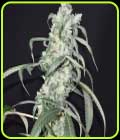 Crystal Sherbet - Pot Valley Seeds