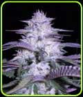 Currant Kush - VIP Seeds