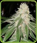 Currylato - The Plug Seedbank
