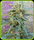 D.K. Won - Dr Krippling Seeds