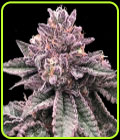 DNA Cake - DNA Genetics Seeds