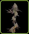 DNA Cake Auto - DNA Genetics Seeds