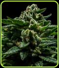 DO-G - Ripper Seeds
