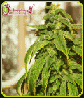 D’oh Si D’ohpe - Dr Krippling Seeds