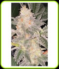 Daddy Kosher - DankHunters Seed Co