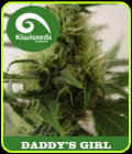 Daddy's Girl - Kiwi Seeds