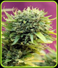 Dairy Queen - Subcools The Dank